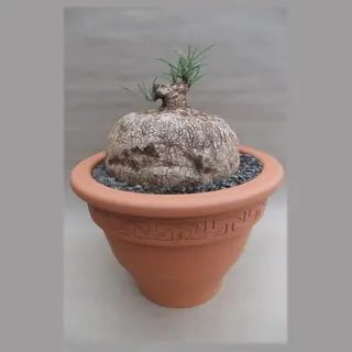 Ipomoea bolusii in pot 27 cm