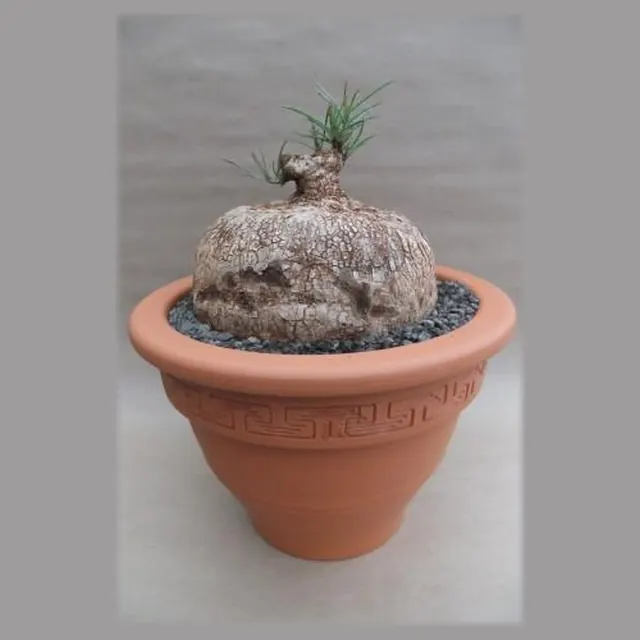 Ipomoea bolusii in pot 27 cm