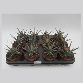 Leuchtenbergia principis in pot 8,5 cm
