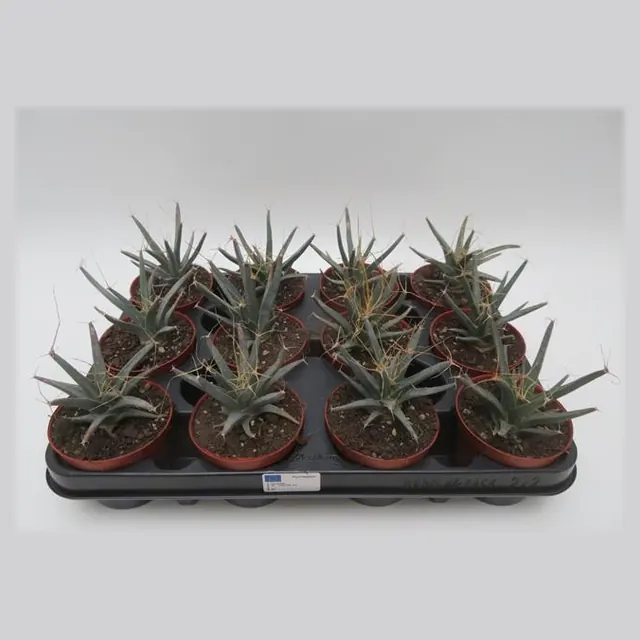 Leuchtenbergia principis in pot 8,5 cm