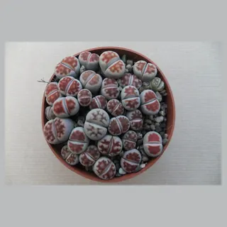 Lithops karasmontana var. bicolor in pot 8,5 cm