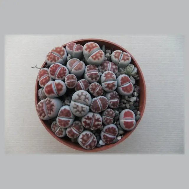 Lithops karasmontana var. bicolor in pot 8,5 cm