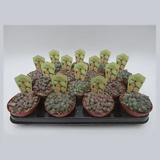 Lithops mix in pot 8,5 cm