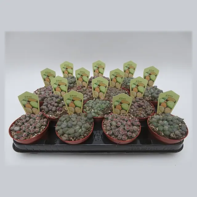 Lithops mix in pot 8,5 cm