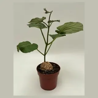 Matelea cyclophylla in pot 10,5 cm