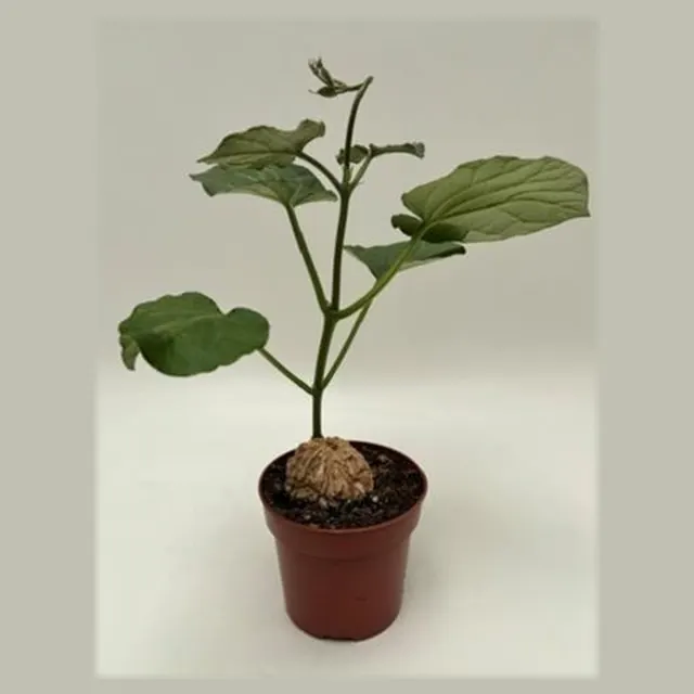 Matelea cyclophylla in pot 10,5 cm