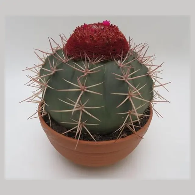 Melocactus bahiensis in pot 17 cm