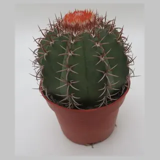 Melocactus matanzanus in pot 10,5 cm