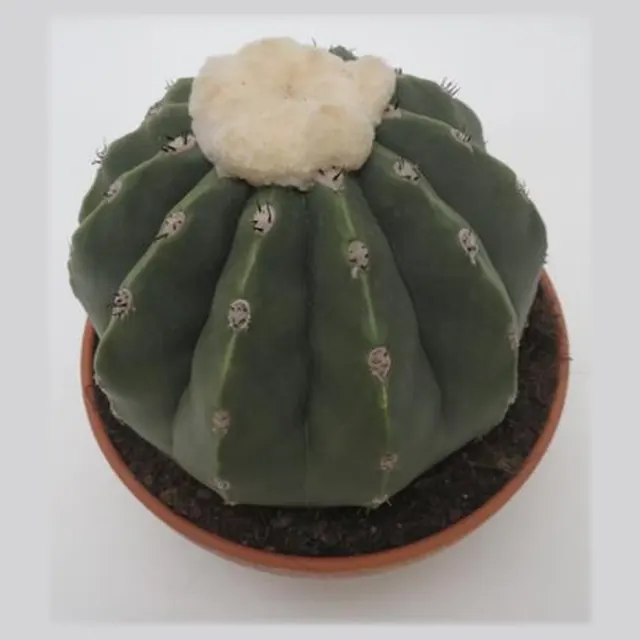 Melocactus maxonii var. inermis in pot 17 cm