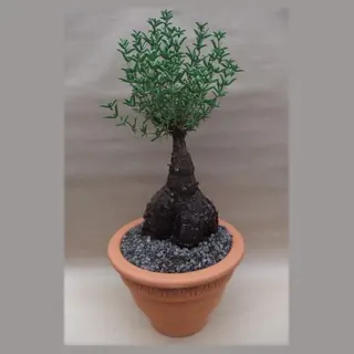 Mestoklema tuberosa in pot 27 cm