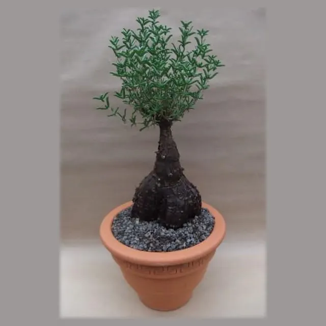Mestoklema tuberosa in pot 27 cm
