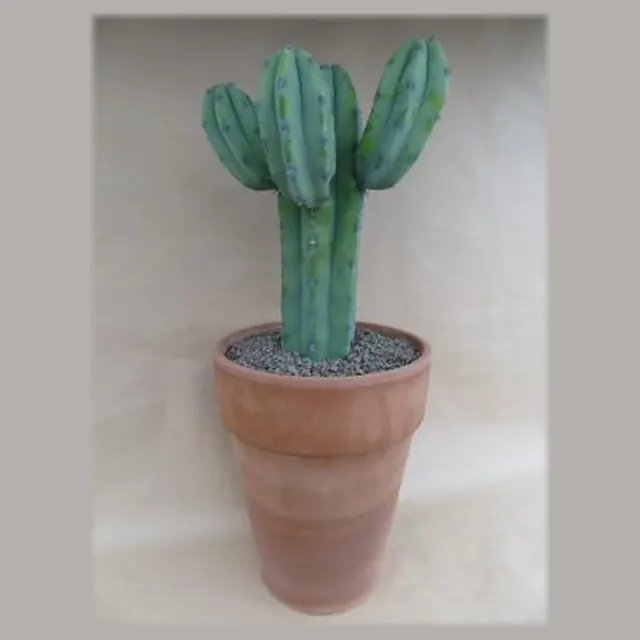 Myrtillocactus geometrizans in pot 33 cm