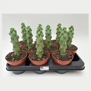 Myrtillocactus geometrizans 'Fukurokuryuzinboku' in pot 10,5 cm
