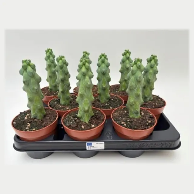 Myrtillocactus geometrizans 'Fukurokuryuzinboku' in pot 10,5 cm