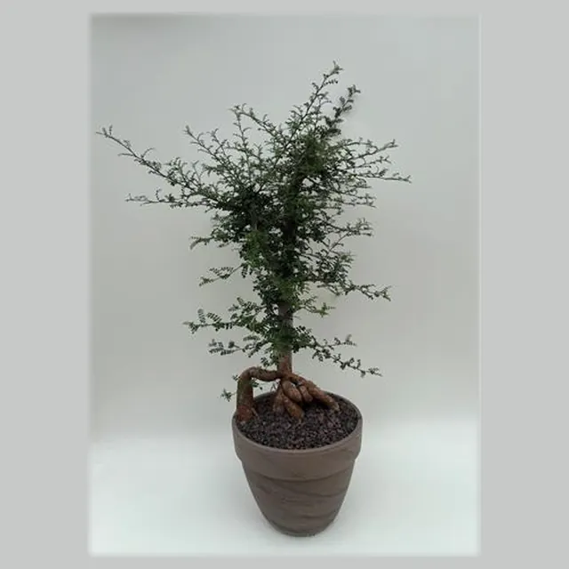 Operculicarya decaryi in pot 27 cm