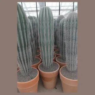 Pachycereus pringlei in stenen vaaspot in pot 43 cm