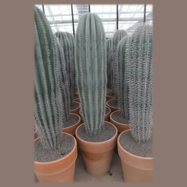 Pachycereus pringlei in stenen vaaspot in pot 43 cm