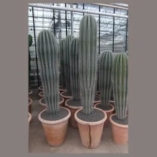 Pachycereus pringlei in stenen vaaspot in pot 55 cm