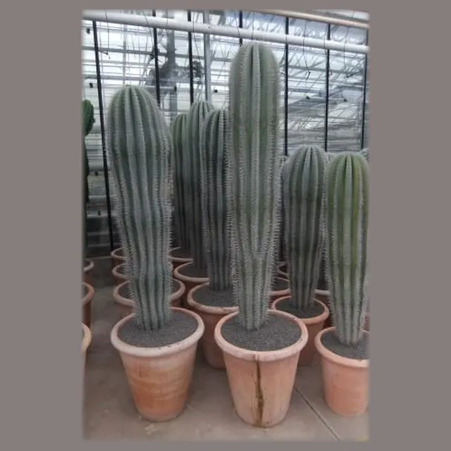 Pachycereus pringlei in stenen vaaspot in pot 55 cm