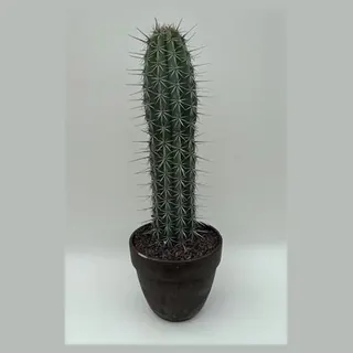 Pachycereus weberi in pot 27 cm