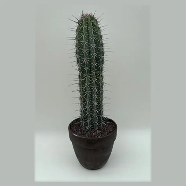 Pachycereus weberi in pot 27 cm