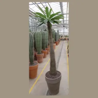 Pachypodium lamerei in pot 40 cm
