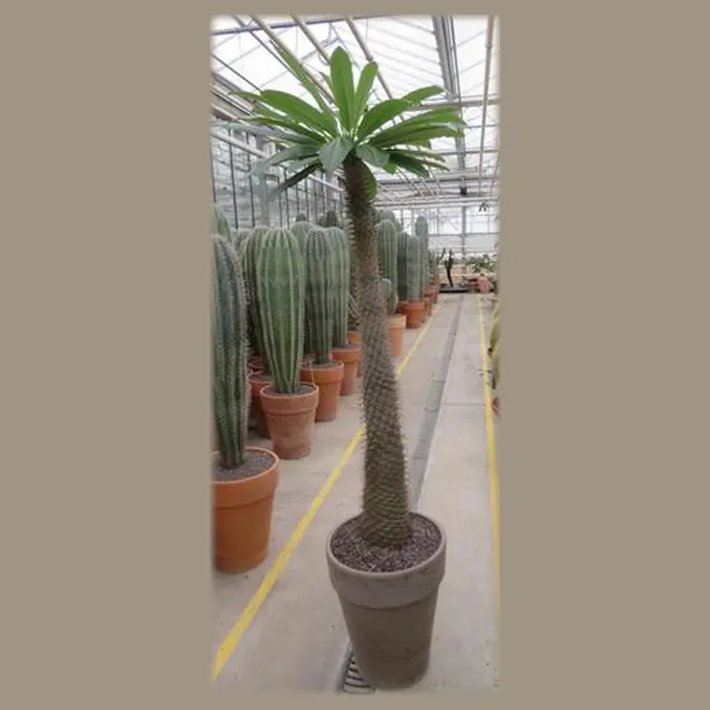 Pachypodium lamerei in pot 40 cm