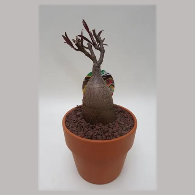 Petopentia natalensis in pot 15 cm