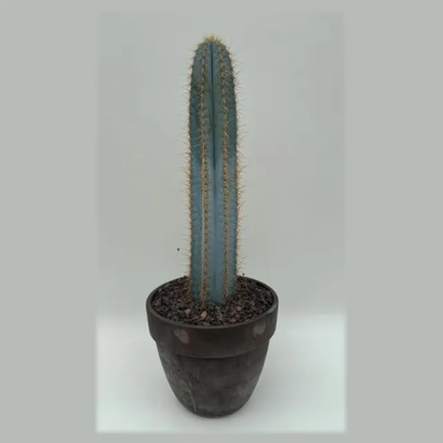 Pilosocereus azureus in pot 27 cm