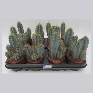 Pilosocereus azureus in pot 8,5 cm