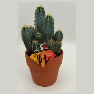 Pilosocereus azureus in Calima in pot 15 cm