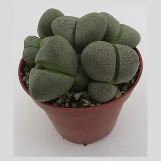 Pleiospilos nelii in pot 8,5 cm