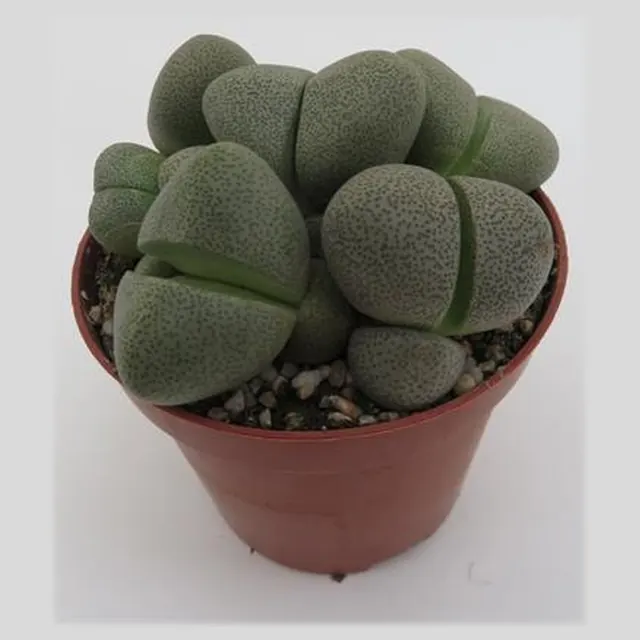 Pleiospilos nelii in pot 8,5 cm