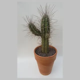 Stetsonia coryne in stenen vaaspot in pot 33 cm