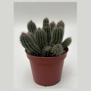 Tavaresia barklyi in pot 8,5 cm