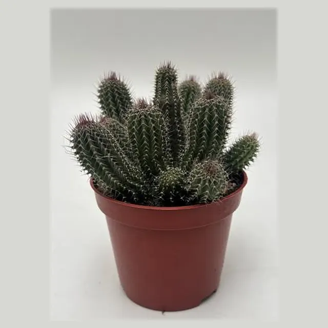 Tavaresia barklyi in pot 8,5 cm