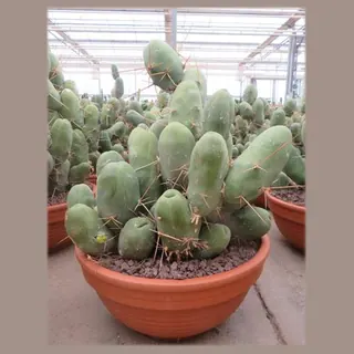 Trichocereus bridgesii monstrosus in pot 30 cm