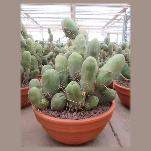 Trichocereus bridgesii monstrosus in pot 30 cm