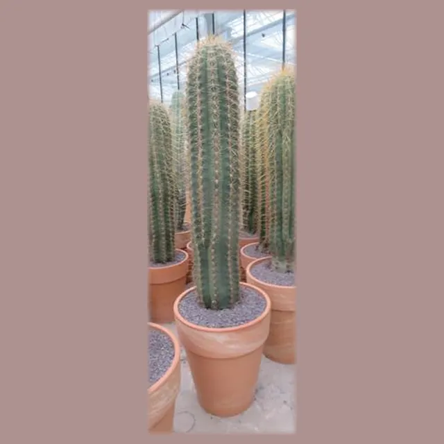 Trichocereus terscheckii in stenen vaaspot in pot 50 cm