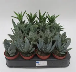 Aloe mix