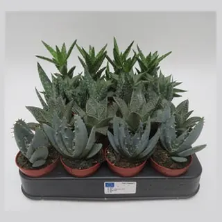 Aloe mix