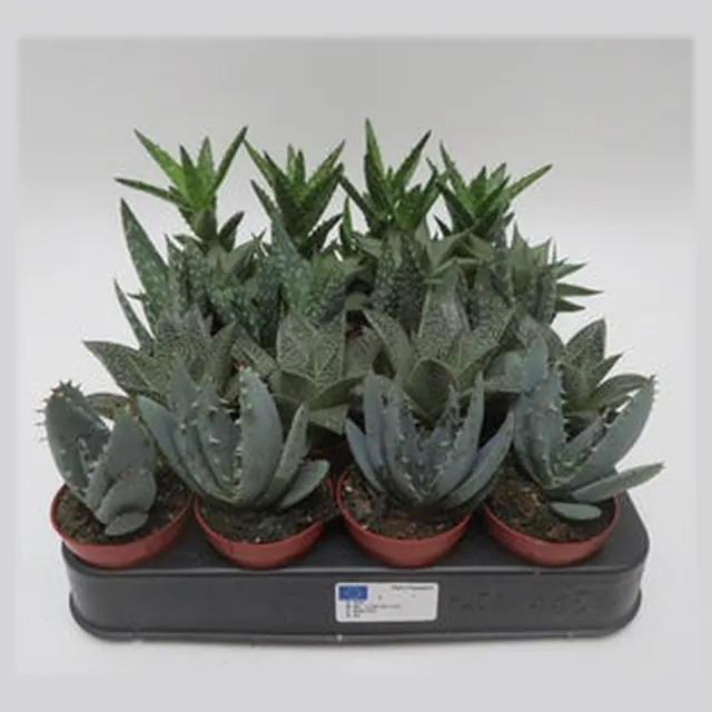 Aloe mix in kweekpotje van 5,5 cm, vetplanten om te personaliseren als bedankje met naam of logo