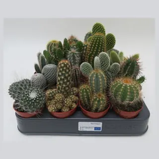 Cactus mix