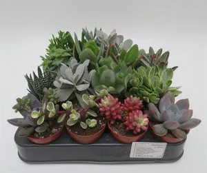 Succulenten mix