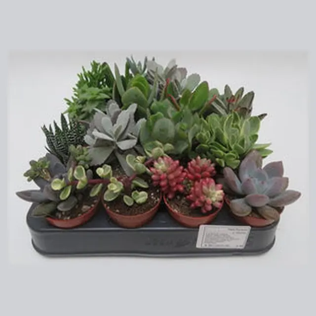 Succulenten mix in kweekpotje van 5,5 cm, vetplanten om te personaliseren als bedankje met naam of logo