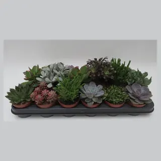Succulenten mix in potmaat 8,5 cm