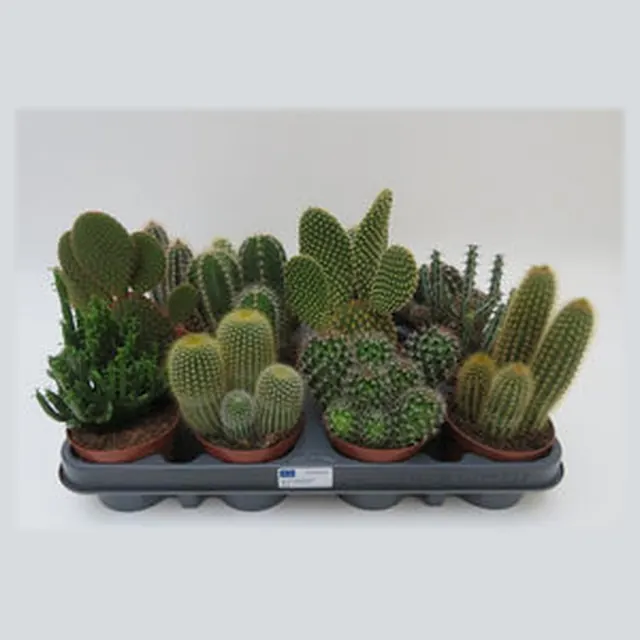 Cactus mix in potmaat 8,5 cm, Belgisch gekweekt