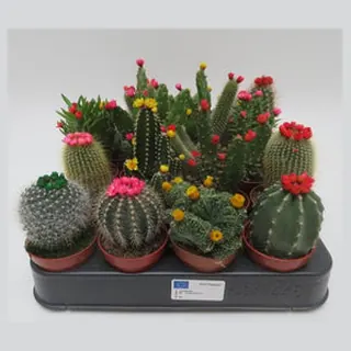 Cactus strobloem mix