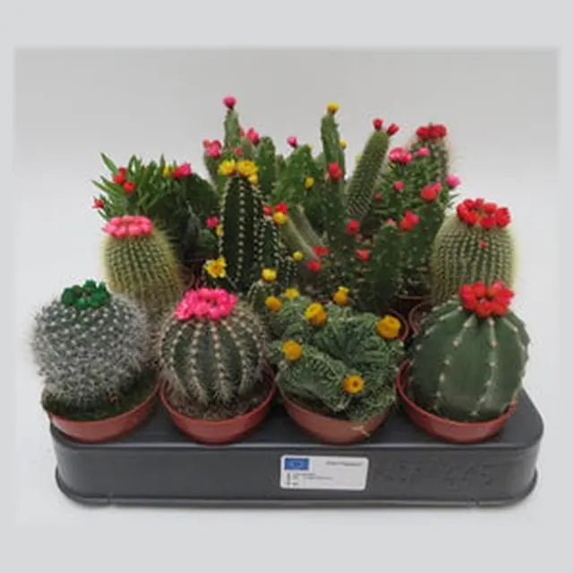 Cactus strobloem mix in kweekpotje van 5,5 cm, cactussen om te personaliseren als bedankje met naam of logo