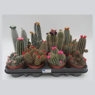 Cactus strobloem mix in potmaat 8,5 cm